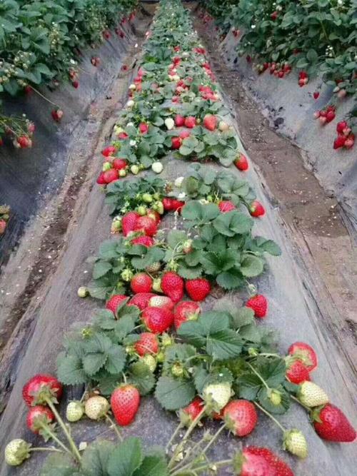 了解云南草莓苗种植基地品种齐全2022