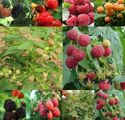 相关文章    双季红树莓苗价格表,双季红树莓苗(品种)    http://www.